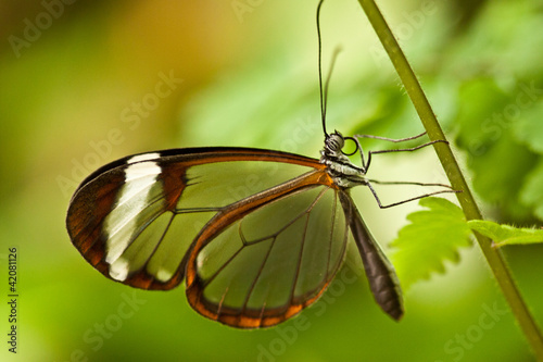 Glasflügelfalter (Greta oto)