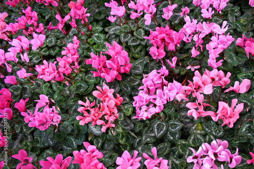 pink cyclamen