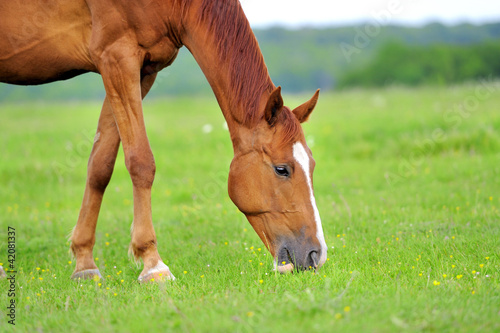 Horse