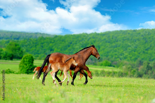 Horses