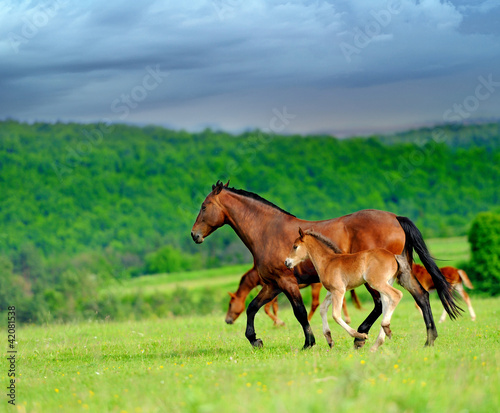 Horses