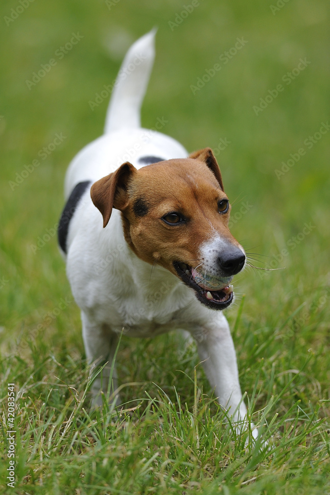 Jack russell terier currying ball