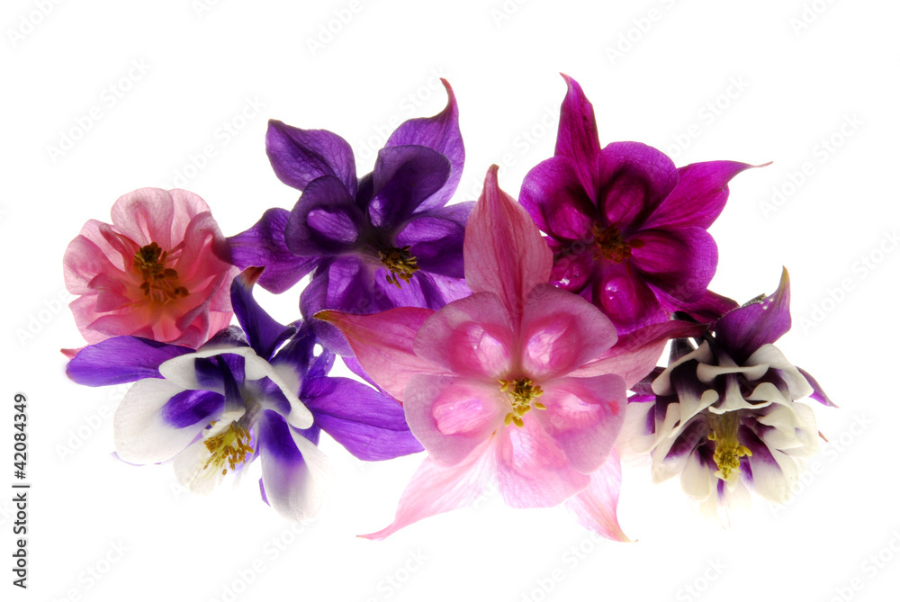 Colombine flowers Colombine flowers