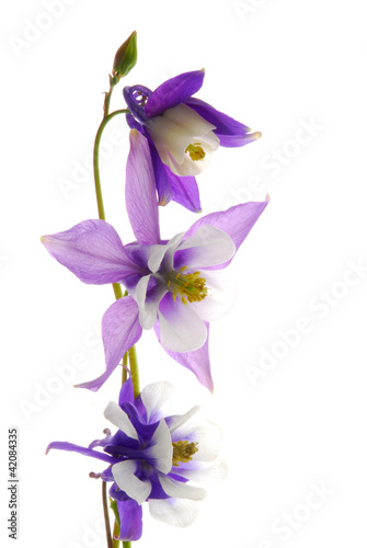 Colombine flowers