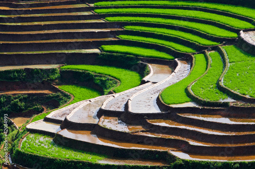 Rice fields in Vietnam #42084993