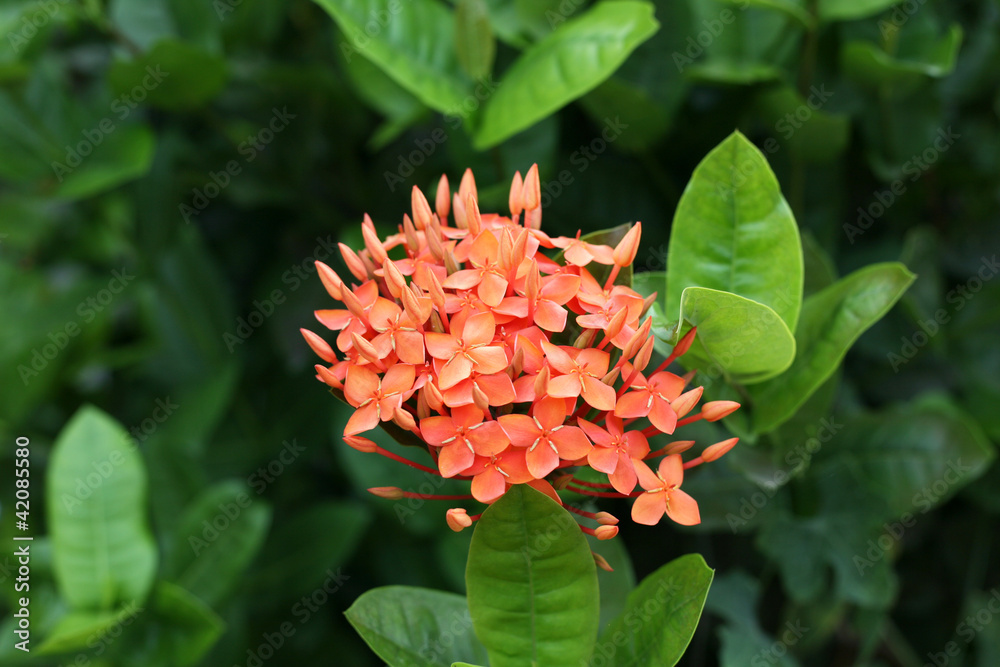 Red Ixora flowers for background