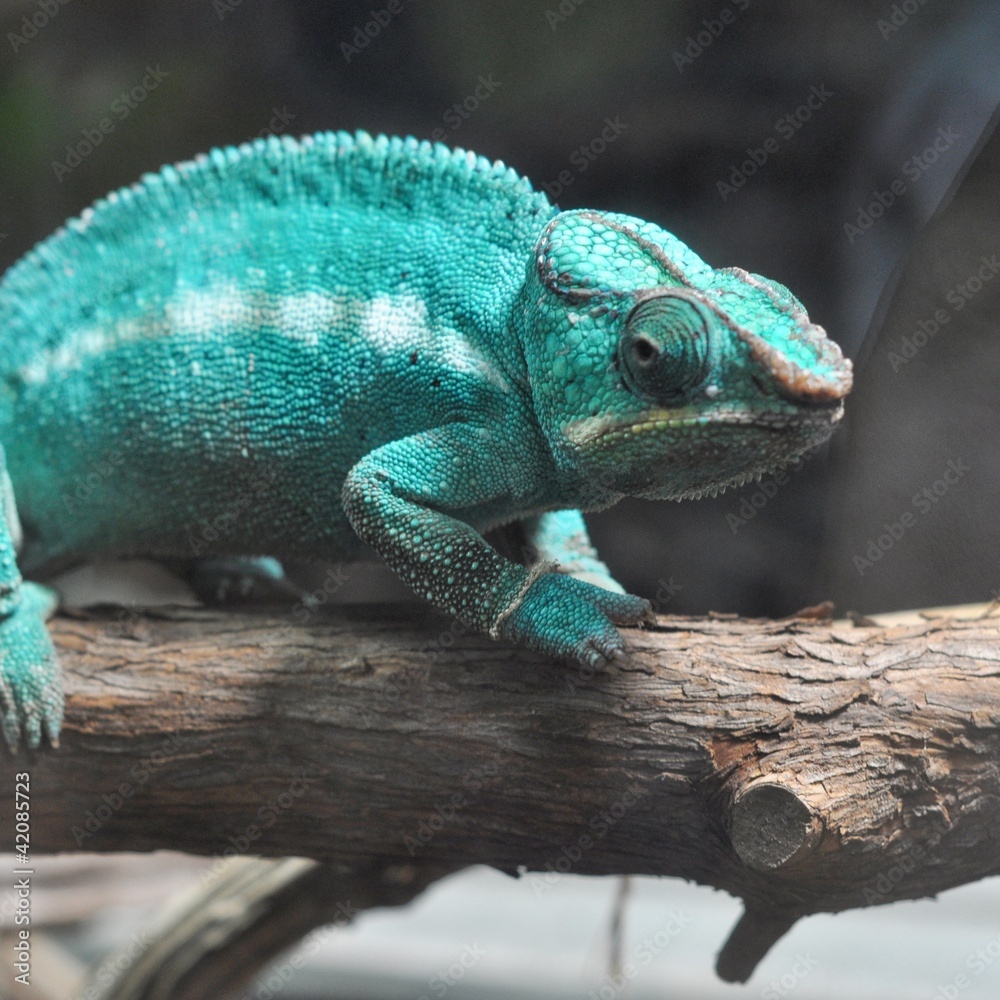 Fototapeta premium Chameleon