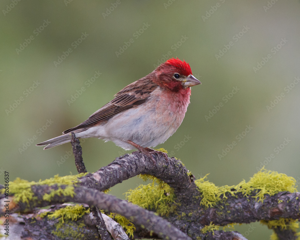 Male Cassin's Finch Male Cassin's Finch