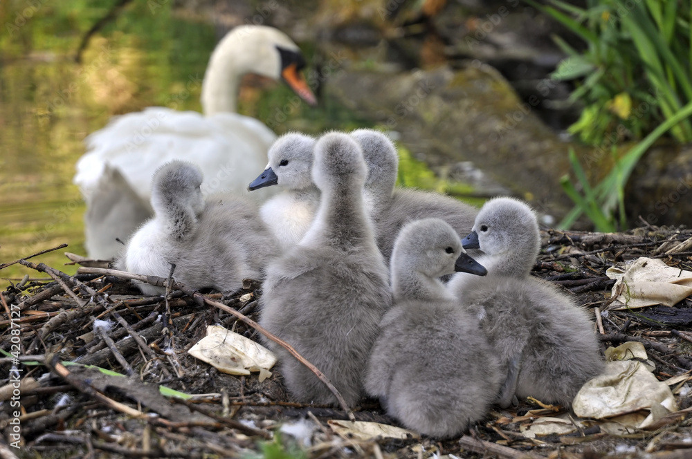 Swan Nest and Cygnets Swan Nest and Cygnets