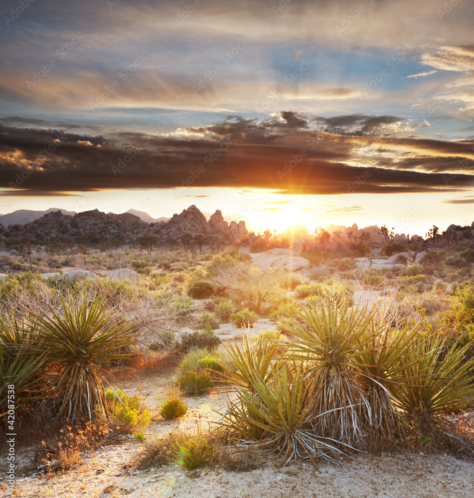Joshua tree Joshua tree