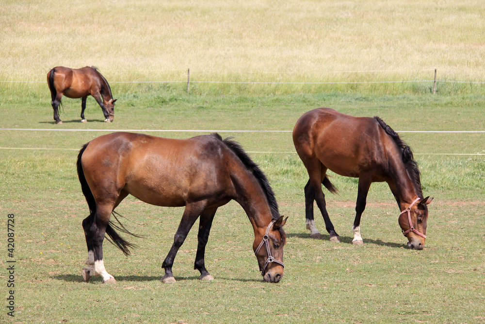 Grazing brown Horses on the green Pasture Grazing brown Horses on the green Pasture