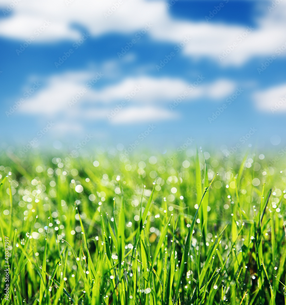 grass grass