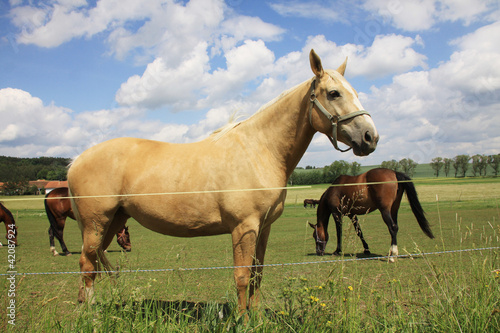 White and brown Horses on the green Pasture