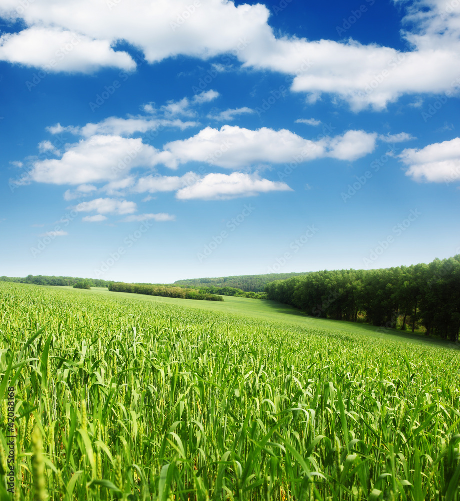 field field