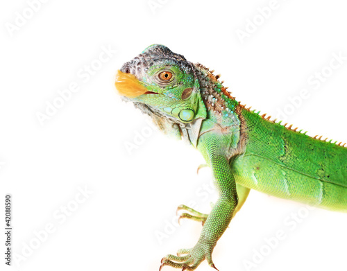 iguana (Iguana iguana)