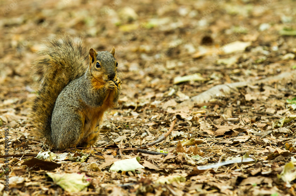Squirrel Taking a chomp of something to eat Squirrel Taking a chomp of something to eat