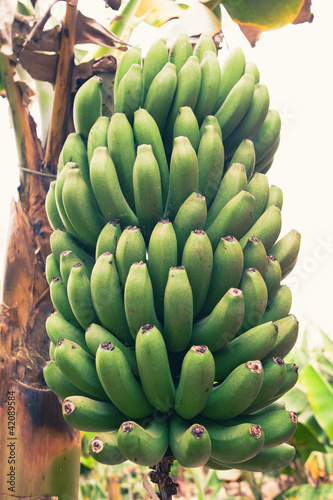 bunch of young green bananas © nikkytok