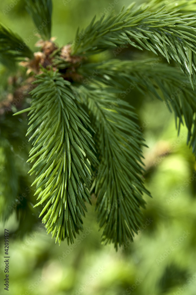 New sprouts of a fir-tree.