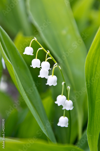 lily of the valley