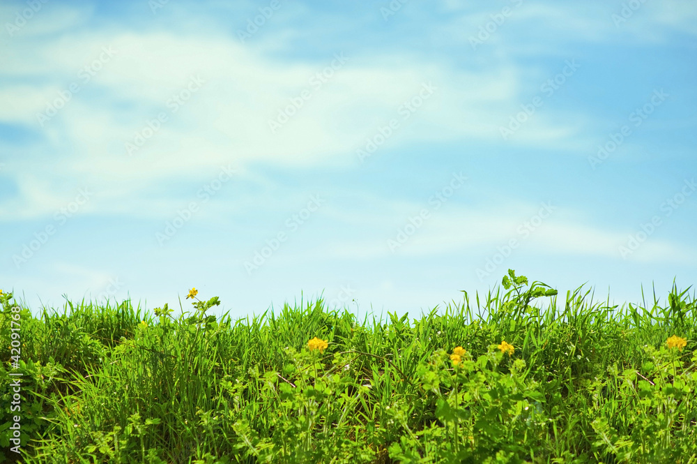 Summer meadow and sky with clouds Summer meadow and sky with clouds