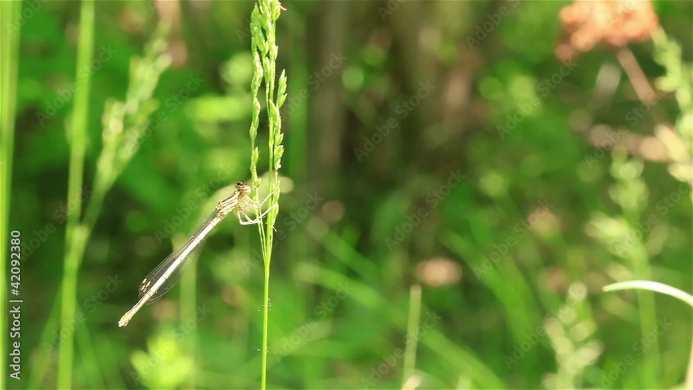 Thin stalk of a grass with a sitting dragonfly Thin stalk of a grass with a sitting dragonfly