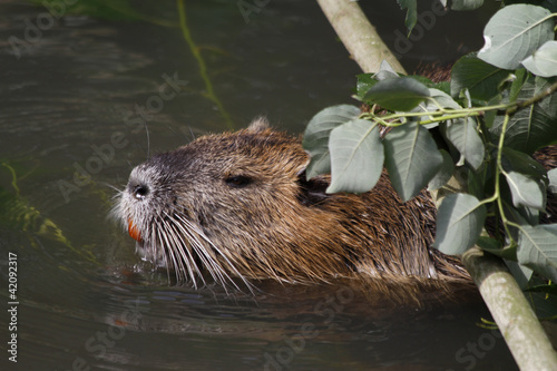 Nutria photo