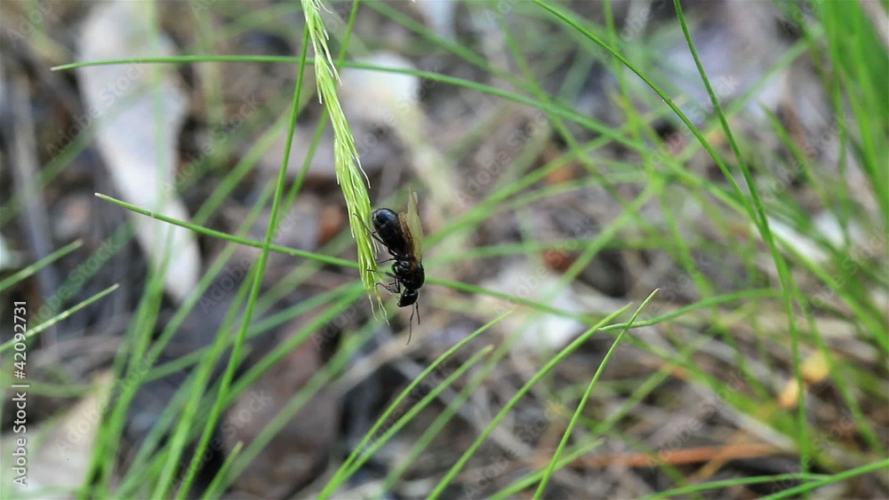 Big ant with wings on a blade Big ant with wings on a blade
