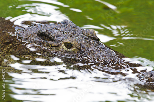 crocodile head submerged in water of a river