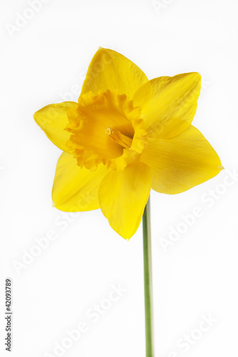 Flor amarilla photo
