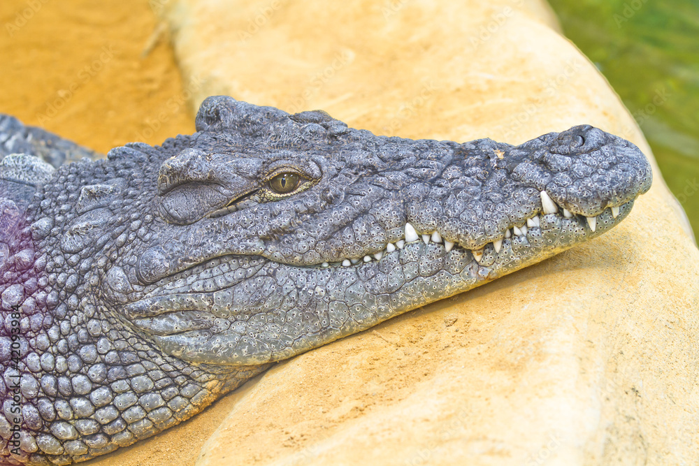 Fototapeta premium dangerous crocodile head