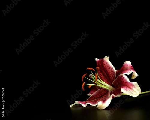 lilium