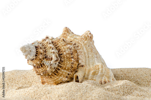 Conch shell