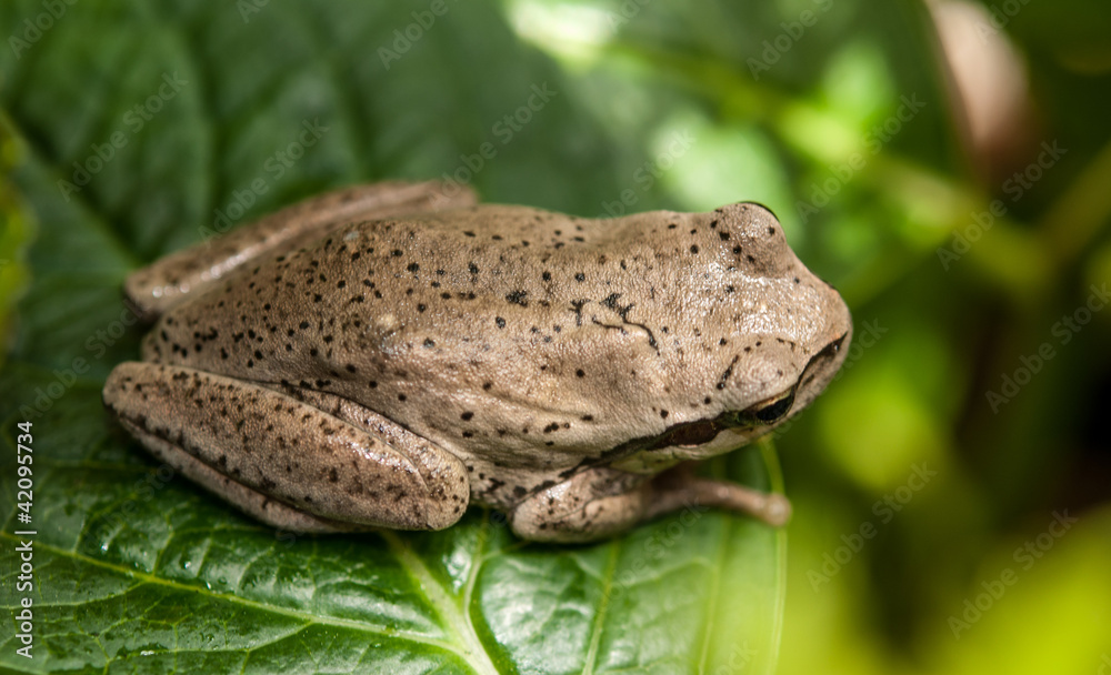 Fototapeta premium petite grenouille rainette