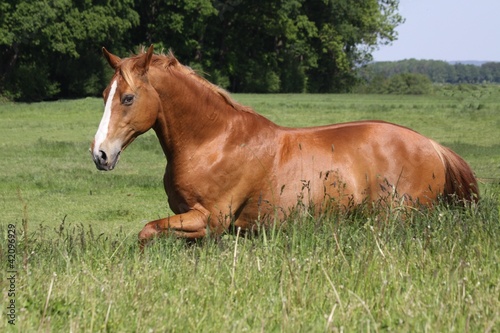 pferd im gr  nen