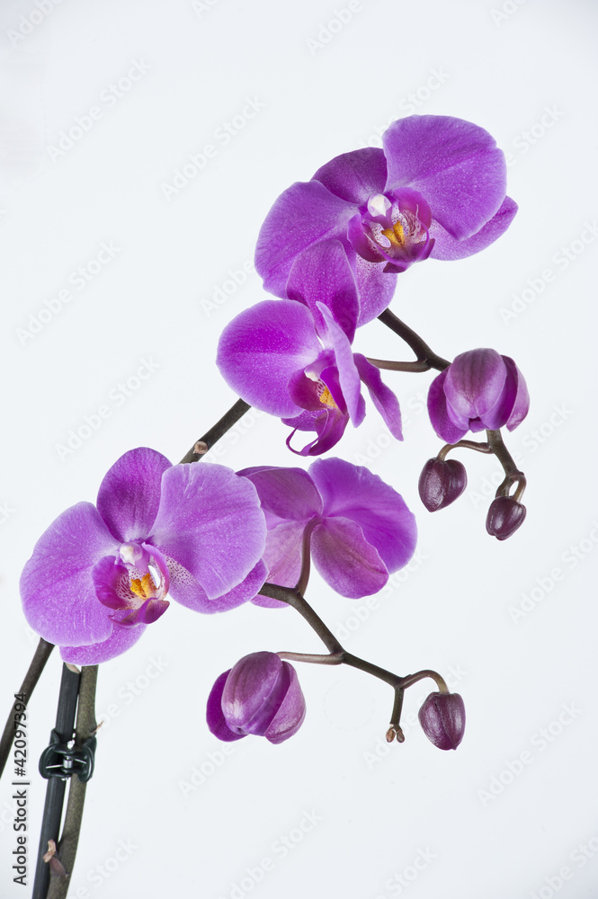 Orchid Orchid