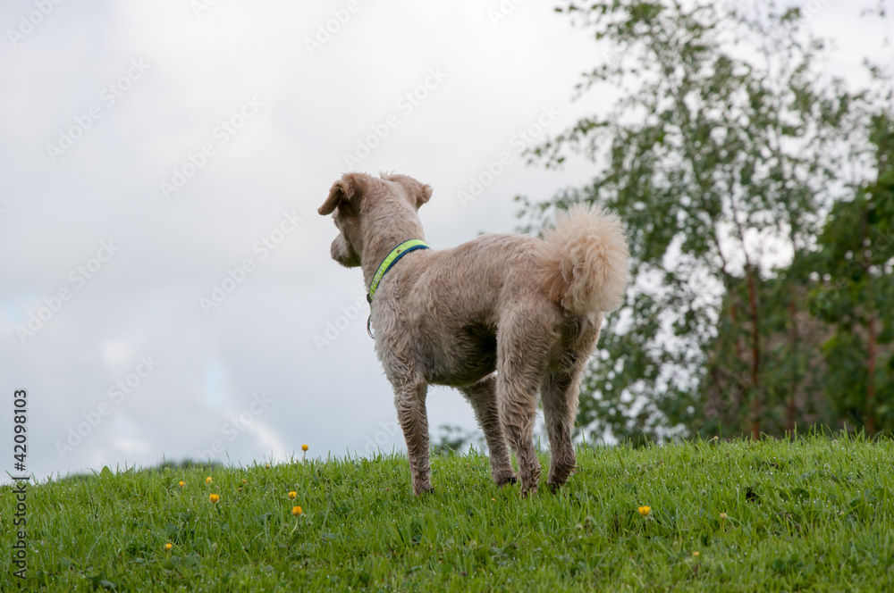 Obraz premium Nosy parker