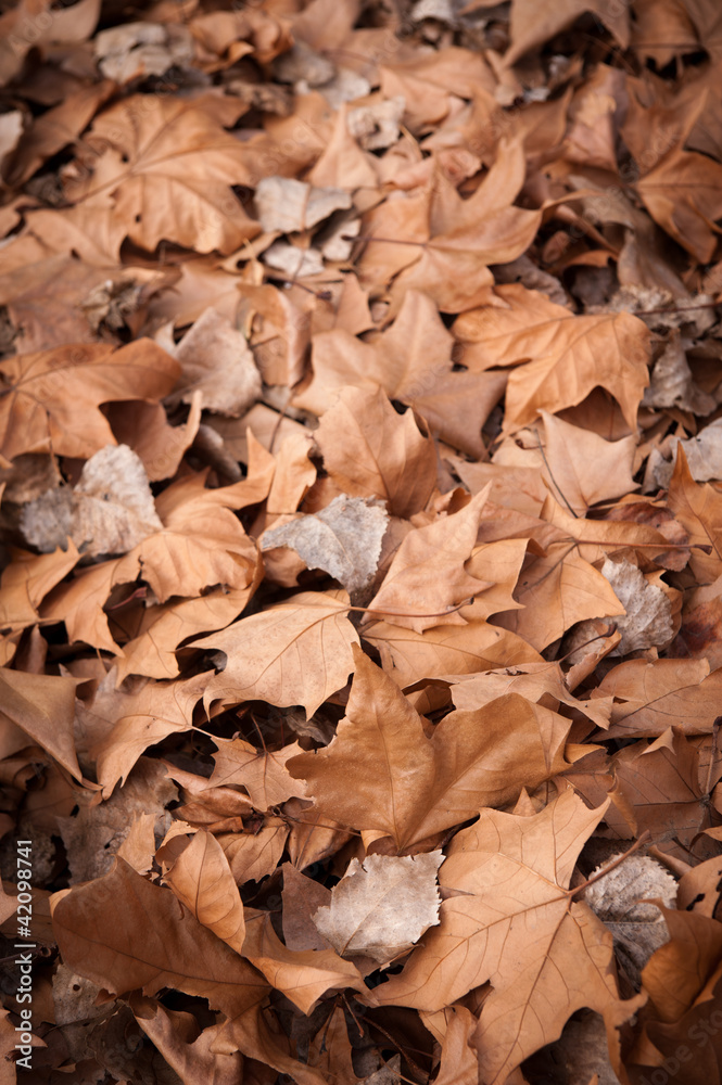 Dead leaves shot ideal for backgrounds and textures Dead leaves shot ideal for backgrounds and textures