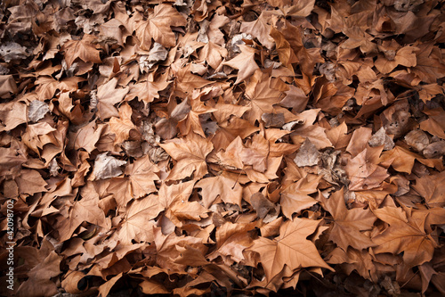 Dead leaves shot ideal for ...