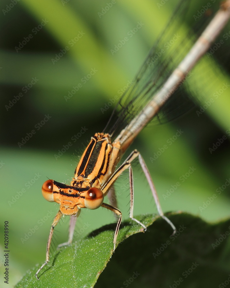 Damselfly. Close-up Damselfly. Close-up