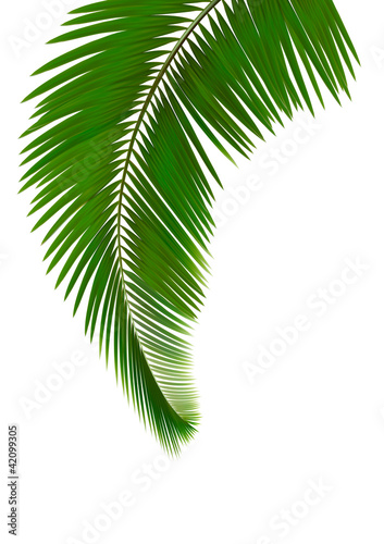 Green branches with leaves of palm trees. Vector. 