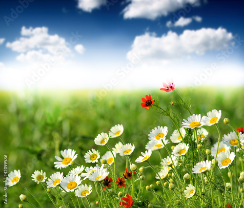 Summer wildflowers