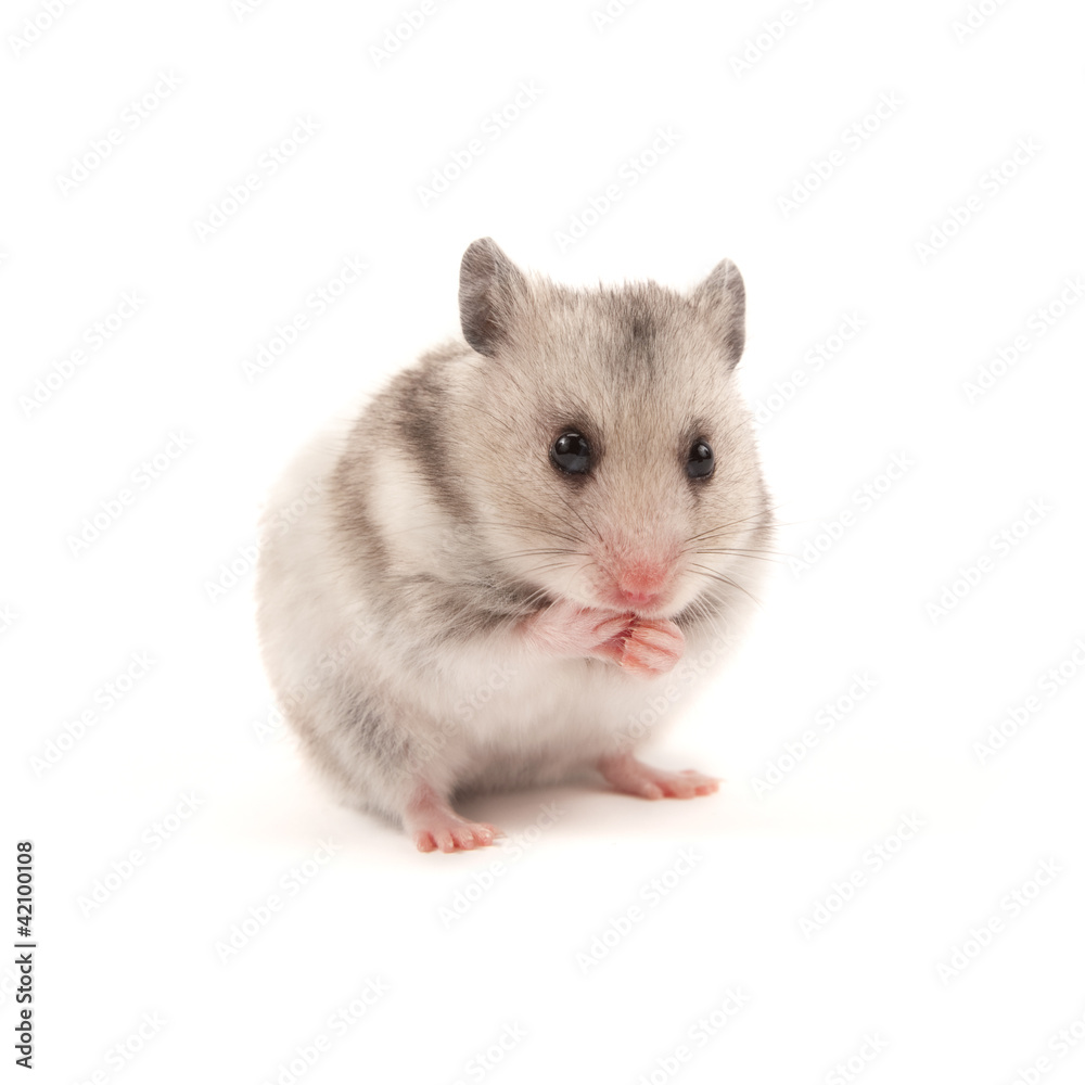 Hamster