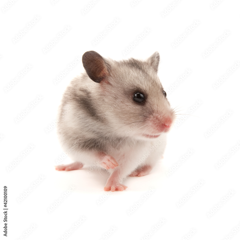 Hamster Hamster
