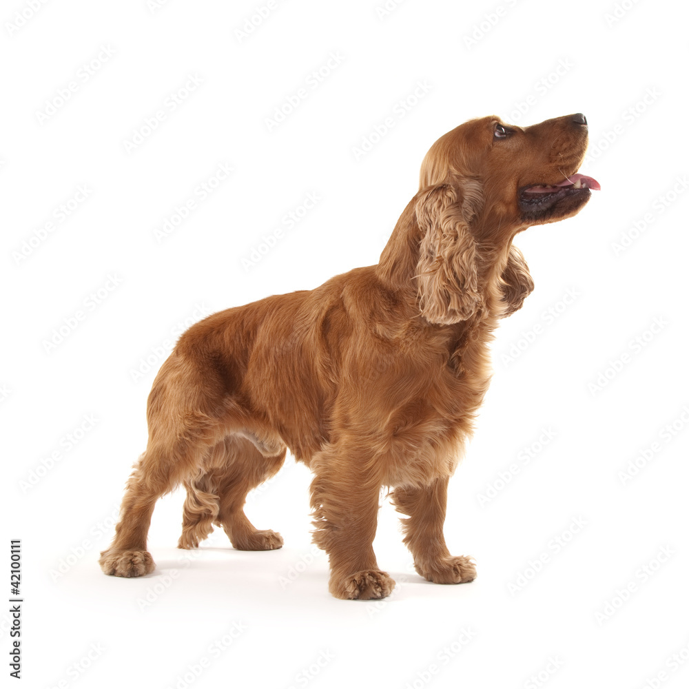 Cocker Spaniel