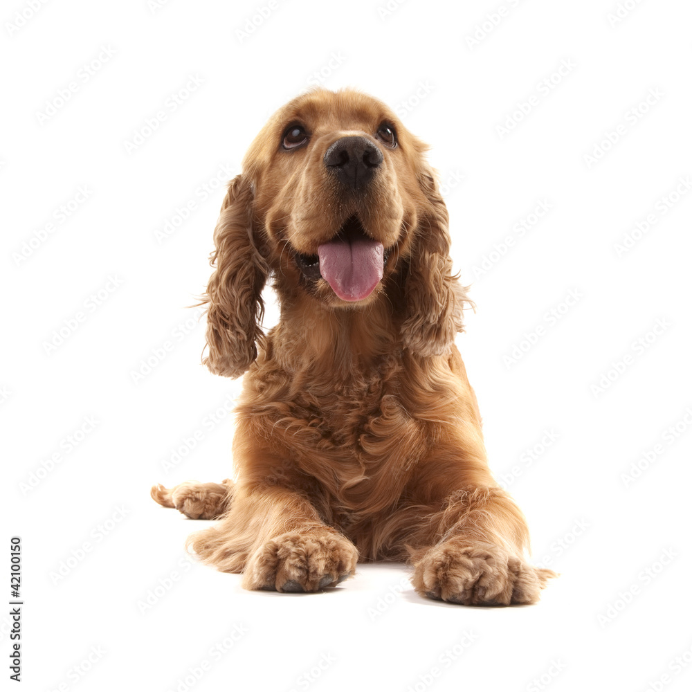 Cocker Spaniel