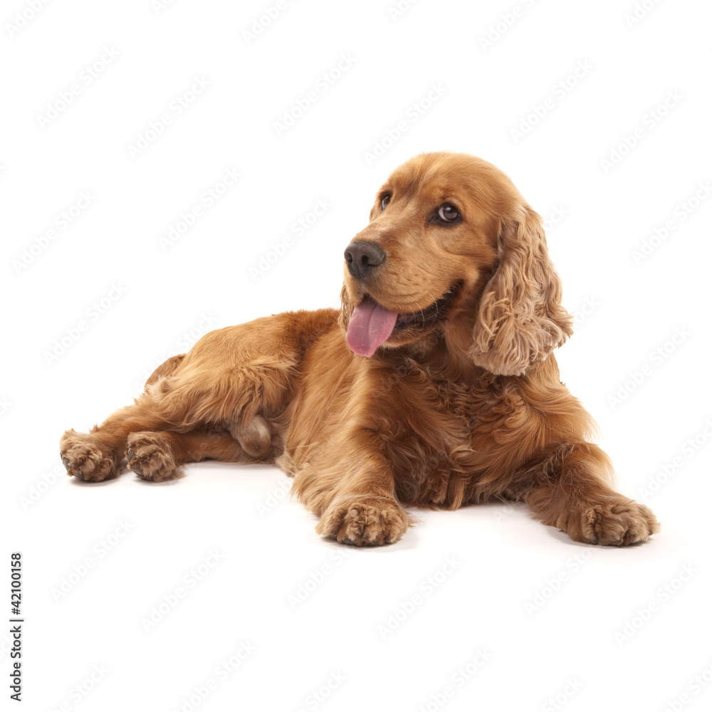 Cocker Spaniel