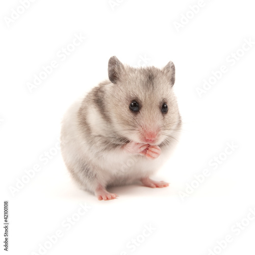 Obraz na płótnie Hamster w salonie