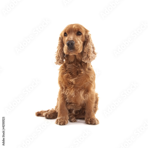 Cocker Spaniel