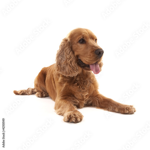 Cocker Spaniel © Stefan Andronache