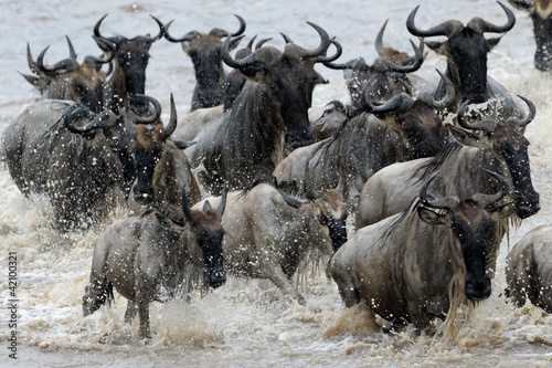 Wildebeest crossing the Mara river. #42100321